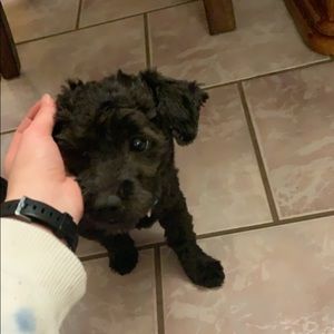 Meet your Posher, Abygaelle